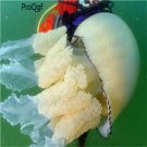 10pcs giant jelly fish egg