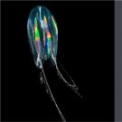 10pcs Mastigias papua jelly fish egg