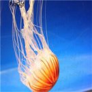 10pcs Phacellophora sp jelly fish egg