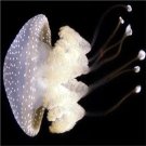 10pcs Phyllorhiza punctata jelly fish egg