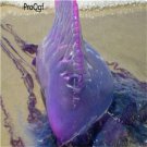 10pcs Physalia physalis jelly fish egg