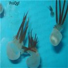 10pcs Scyphozoa jelly fish egg