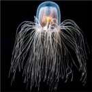 10pcs Turritopsis nutricula jellyfish egg
