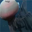 10Pcs Stygiomedusa gigantea jelly fish egg