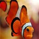 10Pcs ugly fish egg