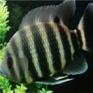 10Pcs tilapia buttikoferi fish egg
