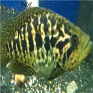 10Pcs tiger fish egg