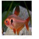 10Pcs Puntiusconchonius fish egg