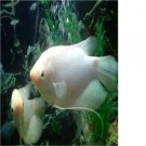10Pcs Osphronemus goramy fish egg