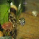10pcs Kryptopterus bicirrhis fish egg