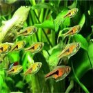 Hyphessobrycon pulchripinnis fish egg 10pcs