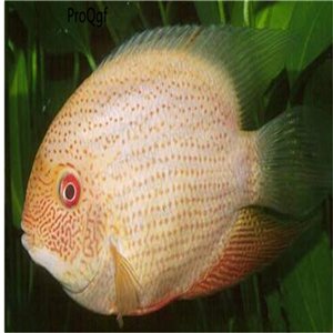 Heros severus fish egg 10pcs