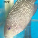 Herichthys fish egg 10pcs