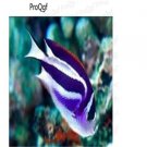 Genicanthus bellus fish egg 10pcs