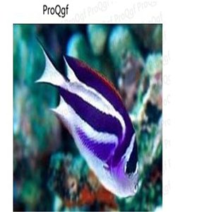 Genicanthus bellus fish egg 10pcs