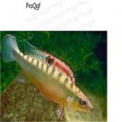 Crenicichla notophthalmus fish egg 10pcs