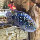 Cichlasoma octofasciatum fish egg 10pcs
