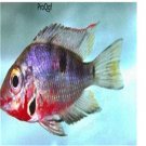 Cichlasoma meeki fish egg 10pcs
