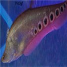 Chitala chitala fish egg 10pcs