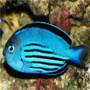 Blackedged Angelfish fish egg 10pcs