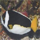 Ballina Angelfish fish egg 10pcs