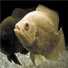 Astronotus ocellatus fish egg 10pcs