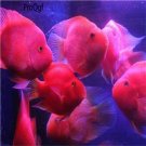 Amphilophus fish egg 10pcs