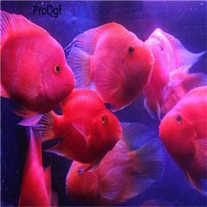 Amphilophus fish egg 10pcs