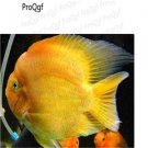 Amphilophus labiatus fish egg 10pcs