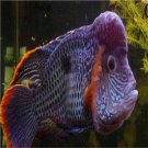 Aequidens rivulatus fish egg 10pcs