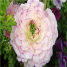 Proqgf 10pcs white little purple Ranunculus flower bulb