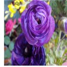 Proqgf 10pcs purple Ranunculus flower bulb
