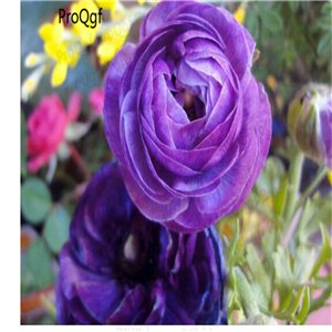 Proqgf 10pcs purple Ranunculus flower bulb