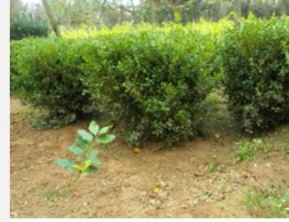 Proqgf 3000pcs  Common Boxwood seed