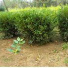 Proqgf 3000pcs  Common Boxwood seed