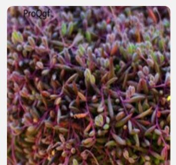 Proqgf 3pcs Othonna plant