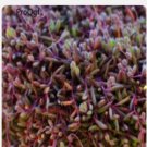 Proqgf 3pcs Othonna plant