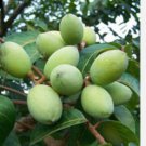Proqgf 100pcs White Olive gan lan seed