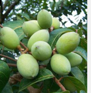 Proqgf 100pcs White Olive gan lan seed