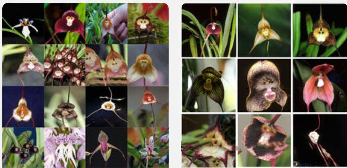 Proqgf 500pcs Dracula simia Monkey Face Orchid seed