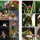 Proqgf 500pcs Dracula simia Monkey Face Orchid seed