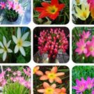 Proqgf 20pcs  Zephyranthes candida bulb