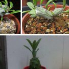 Proqgf 3pcs  Kleinia mweroensis bulb