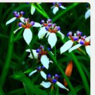 Proqgf 500pcs Neomarica gracilis walking iris seed
