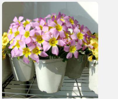 Proqgf 100pcs Oxalis Obtusa Large bulb