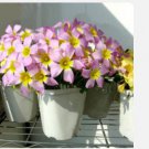 Proqgf 100pcs Oxalis Obtusa Large bulb