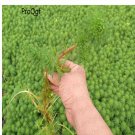 Proqgf 3000pcs Myriophyllum verticillatum seed