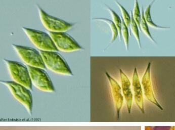Proqgf 3000pcs Ulothrix seed