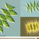 Proqgf 3000pcs Ulothrix seed