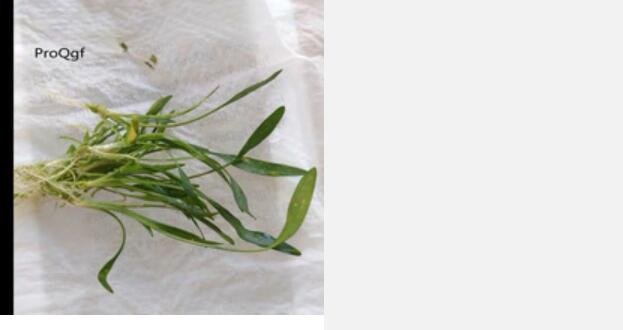 Proqgf 3pcs Cryptocoryne parva plant